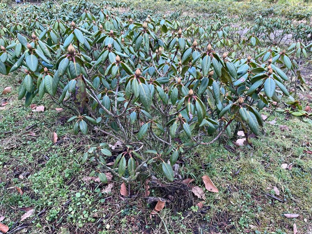Rhododendron, Tuin en Terras, Planten | Bomen, Halfschaduw, Lente, Minder dan 100 cm, Overige soorten