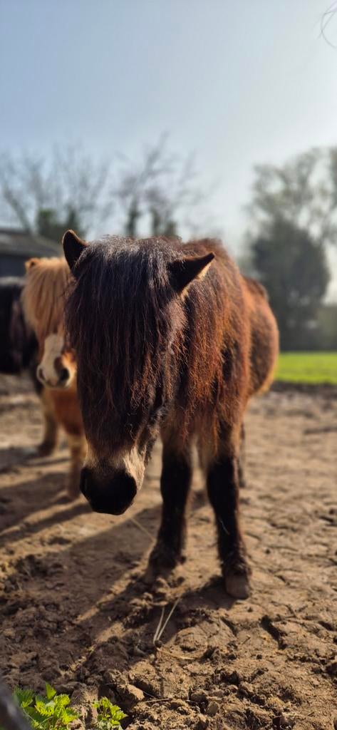 Super lieve shetlander hengst, Dieren en Toebehoren, Pony's, Hengst, A pony (tot 1.17m), Met stamboom, 3 tot 6 jaar