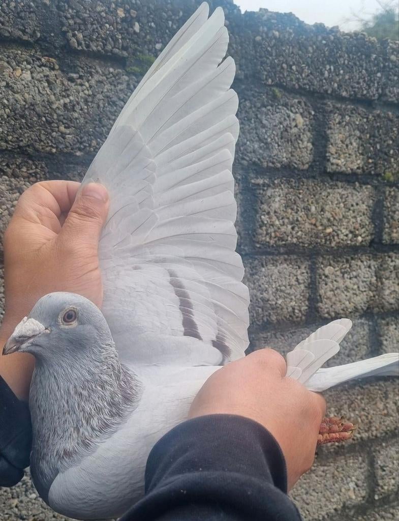 Postduif Super inbred "KITTEL", Dieren en Toebehoren, Vogels | Duiven, Mannelijk, Postduif