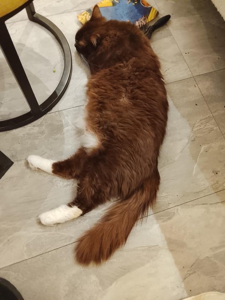 Prachtige Ragdoll kittens in unieke kleuren, Meerdere dieren, Ontwormd, 0 tot 2 jaar