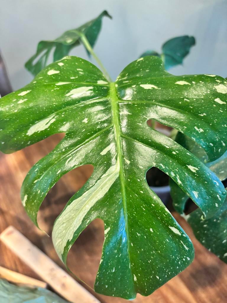 Monstera Thai Constellation, Ophalen, Halfschaduw, Minder dan 100 cm