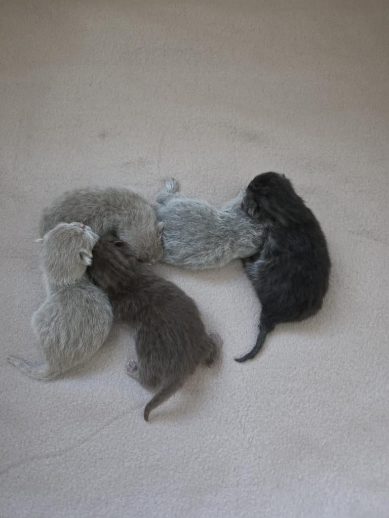 Britse korthaar kittens, Meerdere dieren, Ontwormd