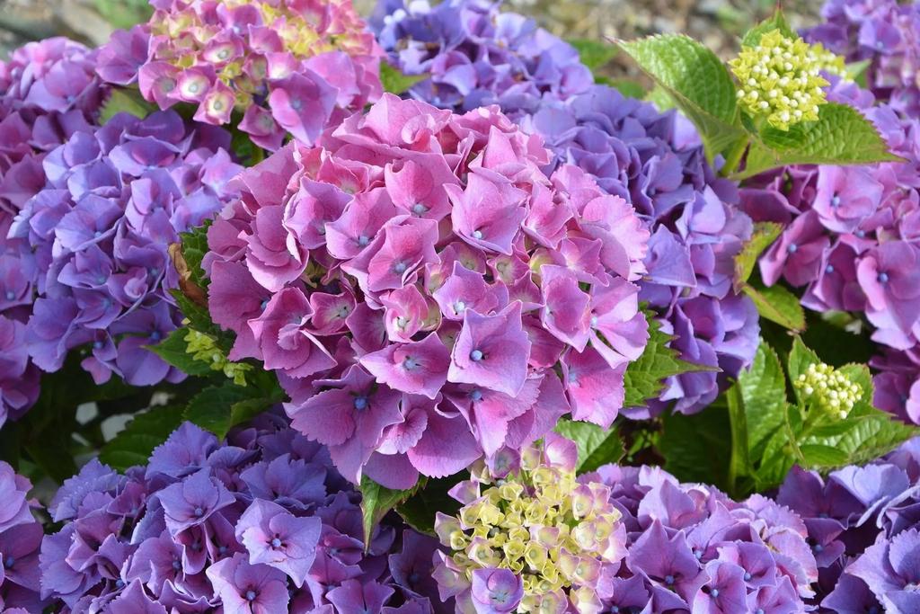 Hydrangea macrophylla - Hortensia - Diverse kleuren, Vaste plant, Halfschaduw, Zomer, Ophalen