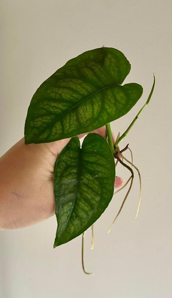 Stekjes, Ophalen of Verzenden, Halfschaduw, Minder dan 100 cm