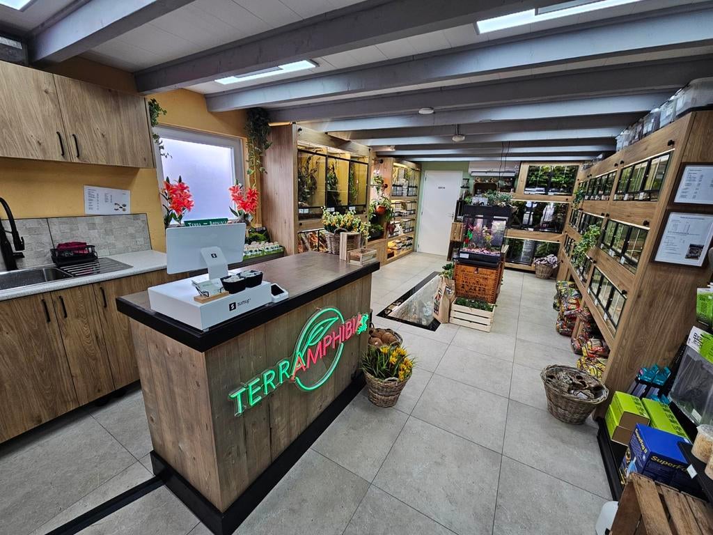 Showroom Terra-Amphibia ' Alleen op afspraak ' ‼️, Hagedis, 0 tot 2 jaar