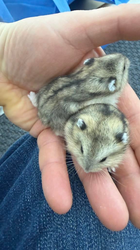 Dwerghamsters, Dieren en Toebehoren, Hamster, Maart, Meerdere dieren, Tam