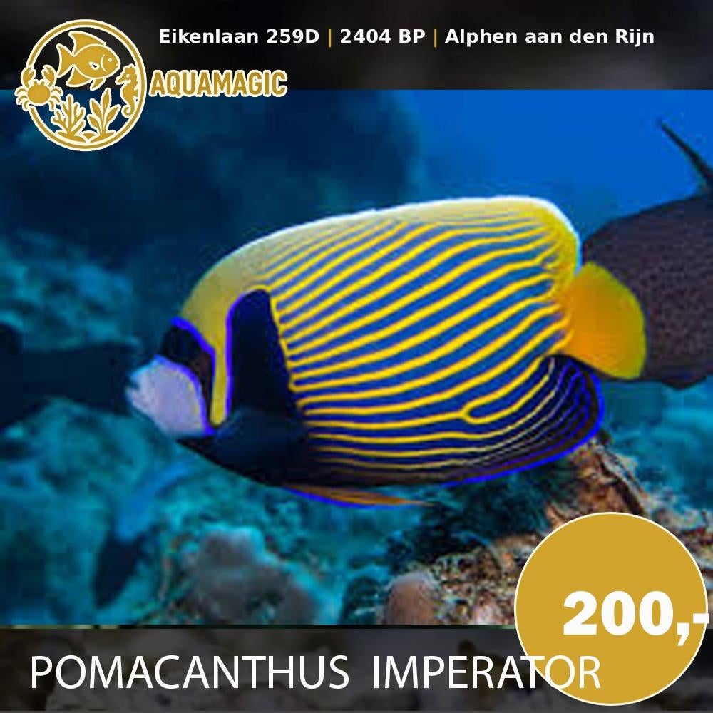 pomacanthus imperator, Dieren en Toebehoren, Vis, Zoutwatervis