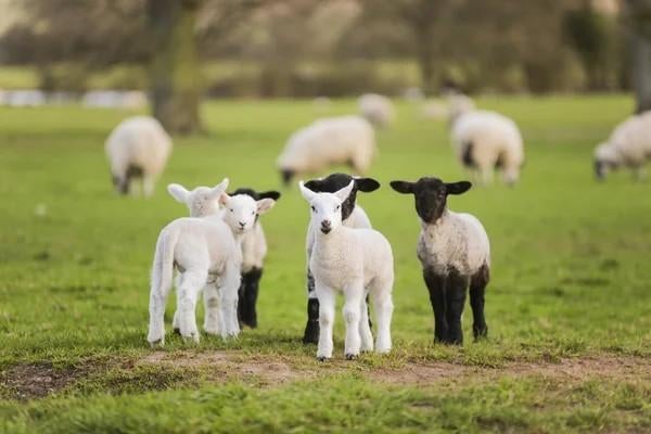 Gezocht leblam of gespeend lam, Dieren en Toebehoren, Vrouwelijk, Schaap