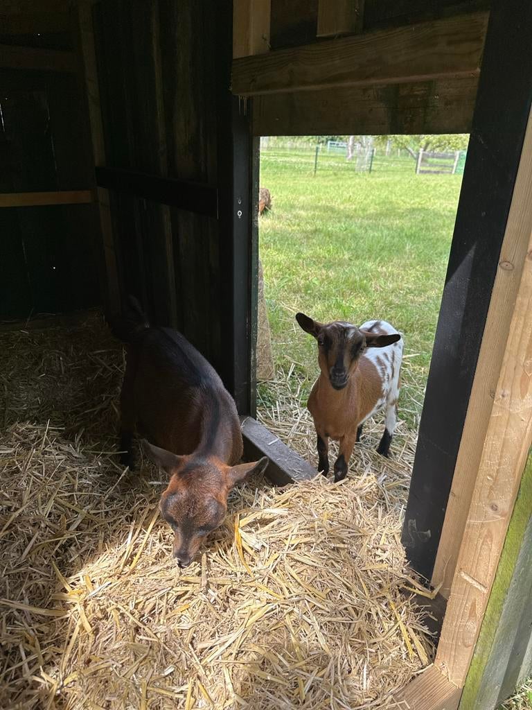 2 Dwerg geitjes met geitenhok, Dieren en Toebehoren, Vrouwelijk, Geit