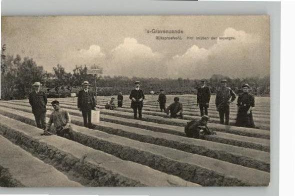 ´s Gravenzande Rijksproefveld Aspergestekers st1921 TOPKAART, Verzenden, 1920 tot 1940, Gelopen, Zuid-Holland