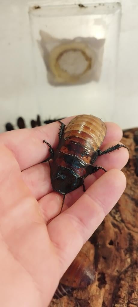 Sissende kakkerlak / kakkerlakken, Gromphadorhina portentosa, Overige soorten