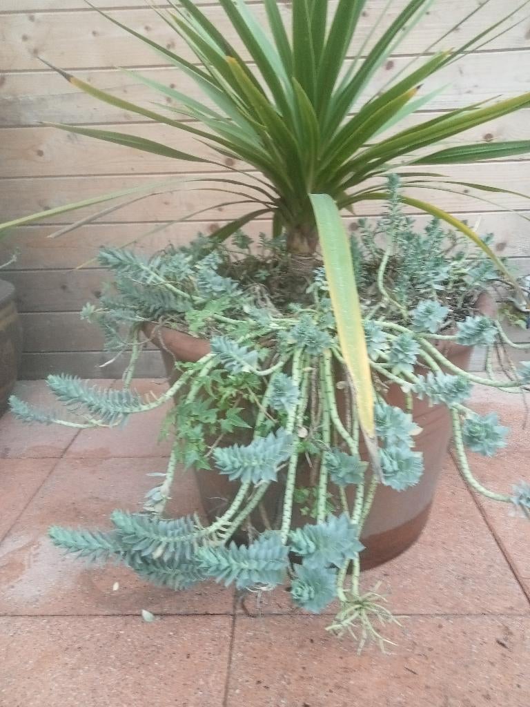 KOOLPALM CORDYLINE WOLFSMELK GROTE AARDEWERK TERRACOTTA POT, Tuin en Terras, Bloempotten, Ophalen, Gebruikt, 40 cm of meer, Rond