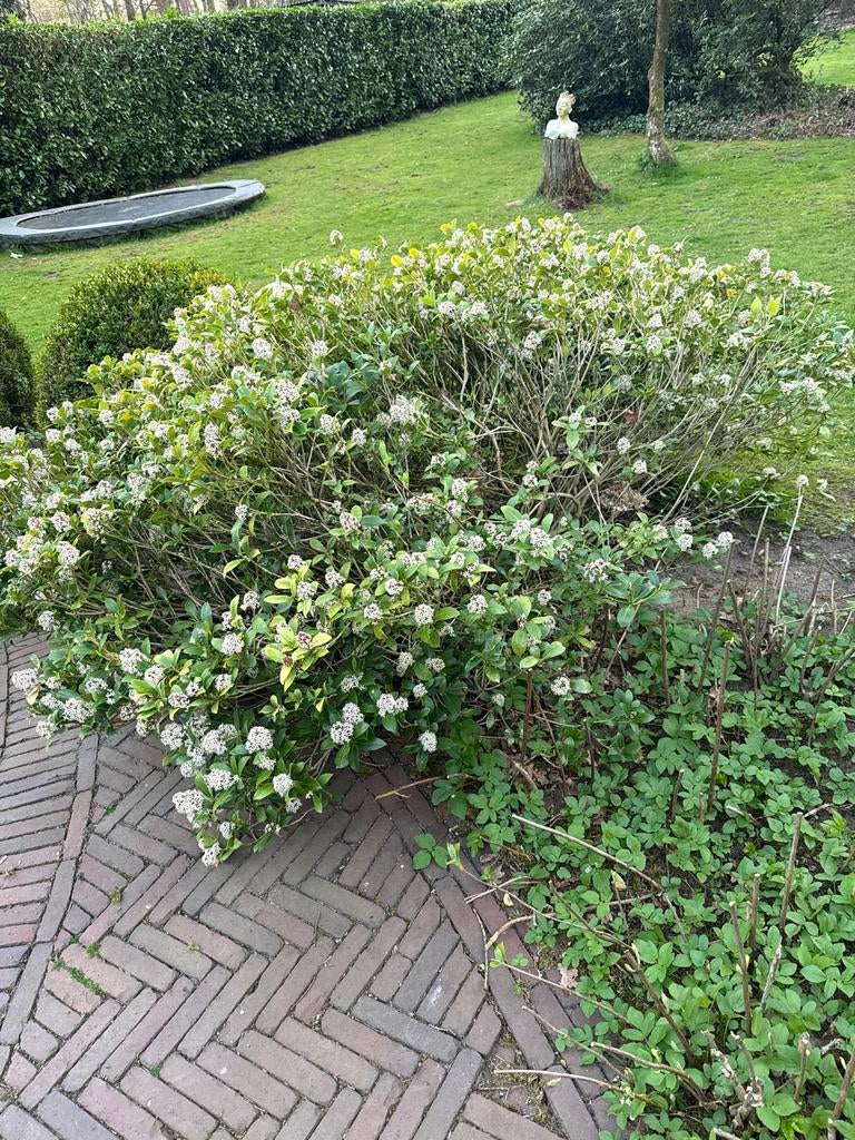 Grote struik met witte bloemen, Tuin en Terras, Planten | Tuinplanten, Volle zon, Vaste plant, Lente, Ophalen