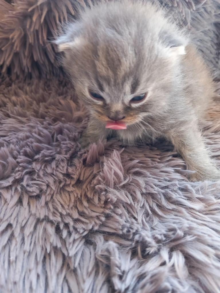 Brits langhaar kittens, Kater