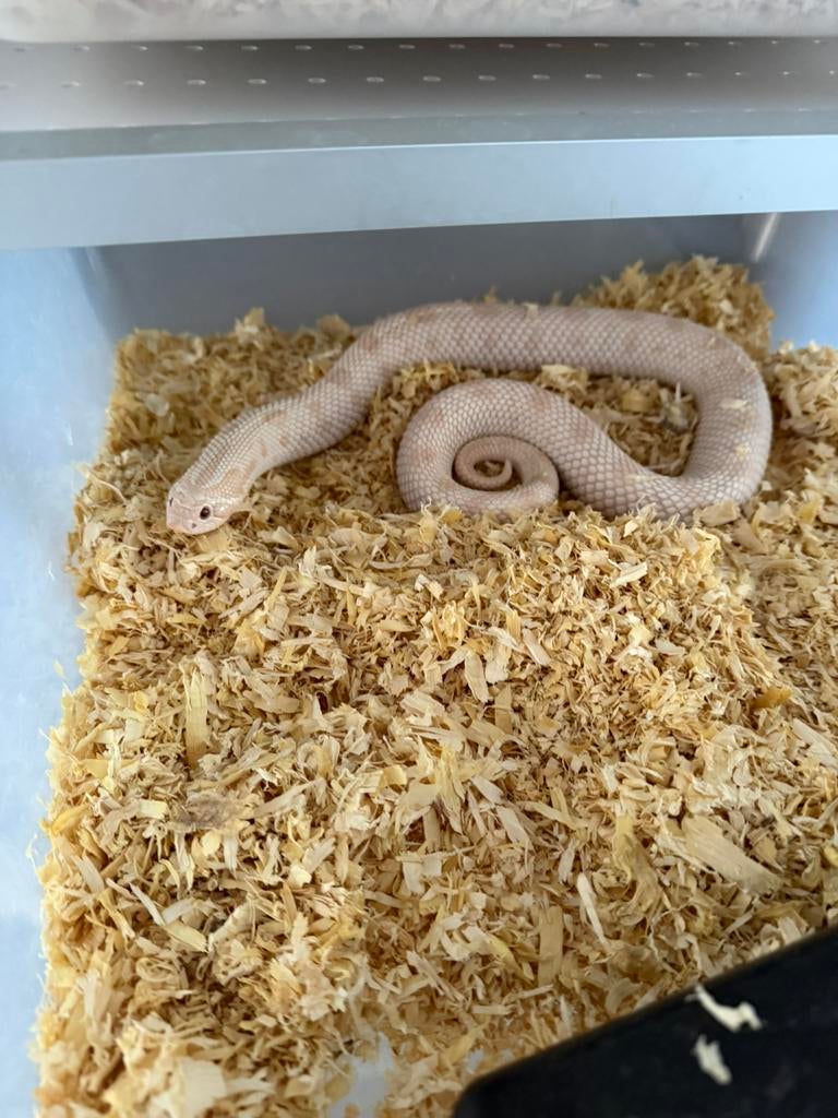 Haakneusslangen yeti koppel Hognose Snake - female for sale from J
