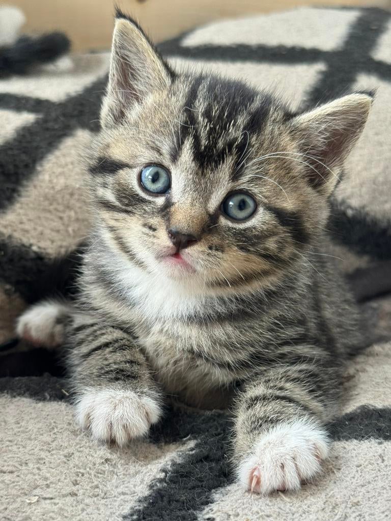 Prachtig nestje kittens te koop!, Meerdere dieren, Ontwormd