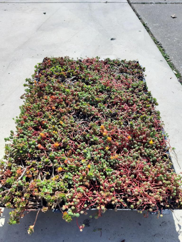 ECOLOGISCH GEKWEEKTE SEDUM TRAY, Ophalen, Overige soorten, Minder dan 100 cm