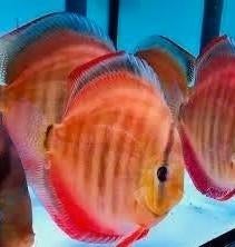 San Merah Discus - ca 10 cm - Koidream Valburg
