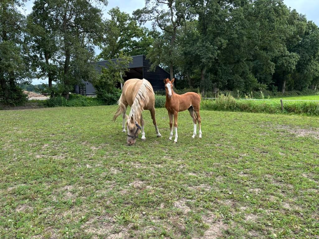 Welsh B jaarling hengstveulen 2025, Met stamboom, Niet van toepassing, 0 tot 2 jaar, Hengst