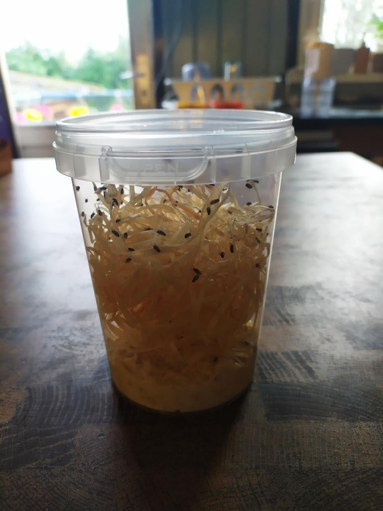 grote fruitvliegen, LAAGSTE PRIJS van NL., Dieren en Toebehoren, Ophalen of Verzenden, Nieuw, Terrarium of Paludarium