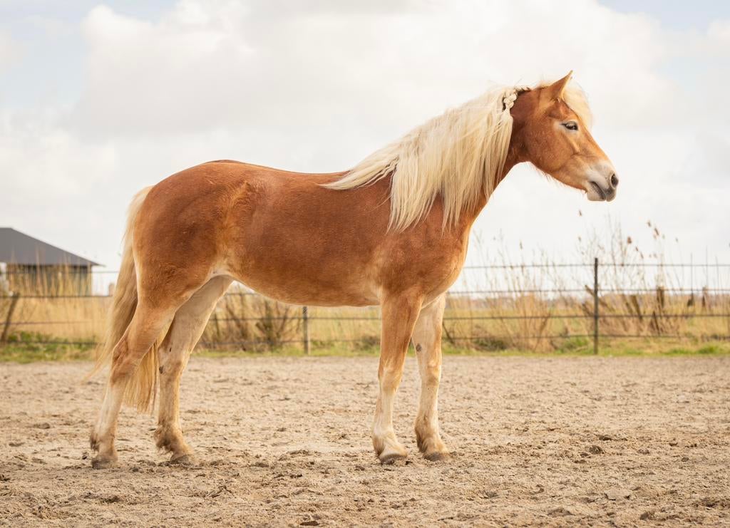 Lieve 4 jarige Haflinger merrie (1,54), 3 tot 6 jaar, Onbeleerd, Recreatiepony, Merrie