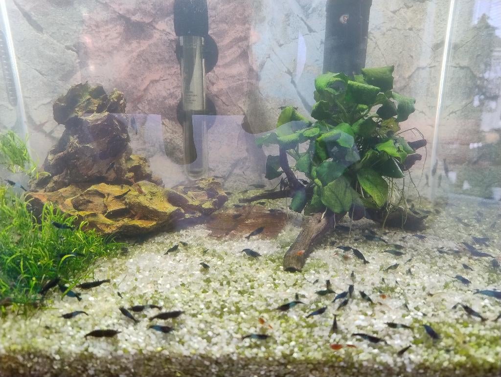 Neocaridina davidi rili garnalen, Dieren en Toebehoren, Kreeft, Krab of Garnaal, Zoetwatervis, Schoolvis