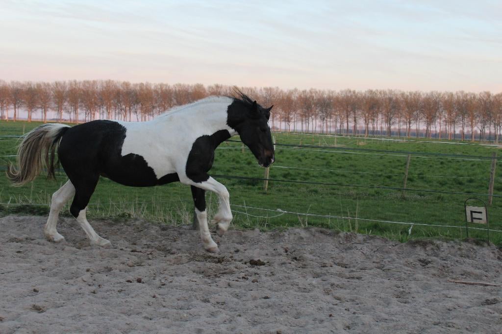 bijrijder / zadelmak / inrijden, Ophalen, Springen