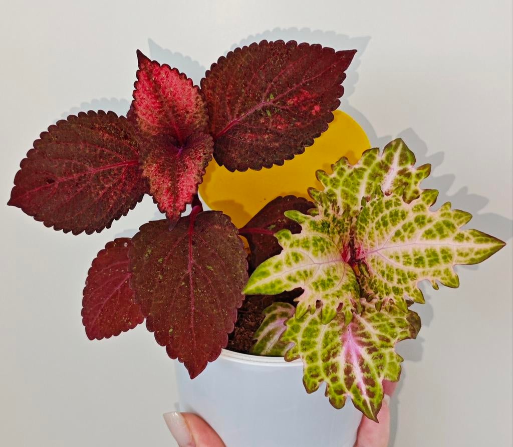 Zeldzame coleus siernetel, Ophalen, Halfschaduw, Minder dan 100 cm