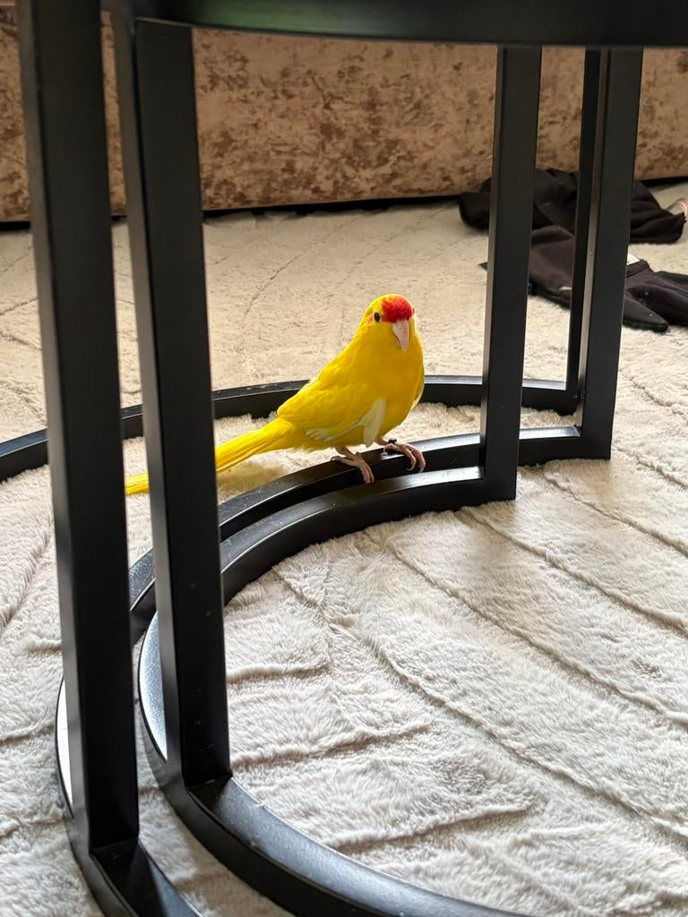 2 kakariki’s met kooi, Mannelijk, Parkiet