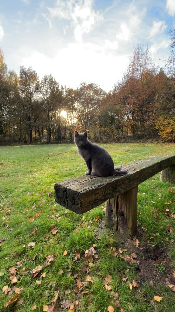 Kittens, Dieren en Toebehoren, Katten en Kittens | Overige Katten