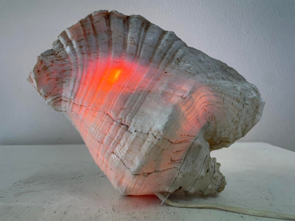 Schelplamp, Huis en Inrichting, Lampen | Tafellampen, Ophalen of Verzenden, Nieuw, Minder dan 50 cm