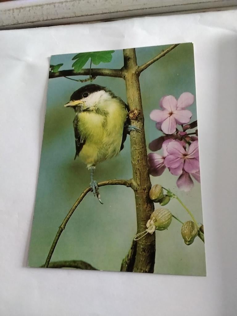 KOOLMEES 1977, Verzamelen, Ophalen of Verzenden, 1980 tot heden, Natuur