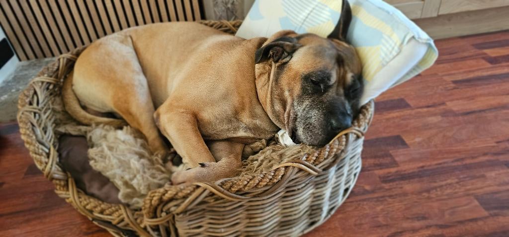 Presa Canario zoekt warme mand, Dieren en Toebehoren, 6 jaar of ouder, Eén hond, Nederland, Particulier