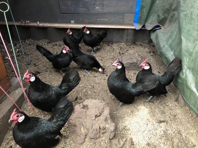 Java krielen zwart hennen, Dieren en Toebehoren, Pluimvee, Vrouwelijk, Kip