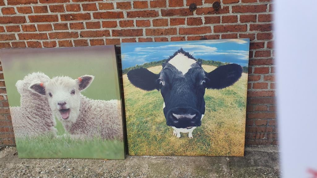 2 Canvas buiten posters: Lammetjes en Koe, Huis en Inrichting, Woonaccessoires | Schilderijen, Tekeningen en Foto's, Ophalen, Gebruikt