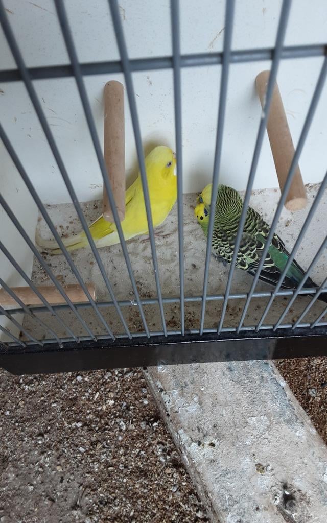 Grasparkieten  spannetje  15 euro, Meerdere dieren, Parkiet