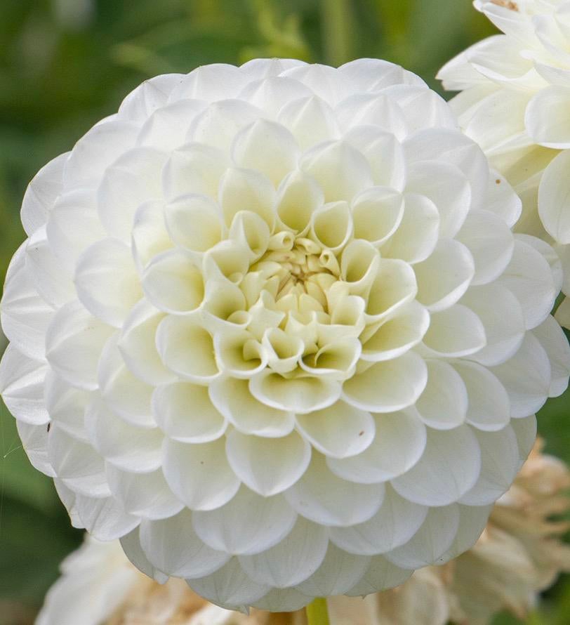 Dahlia knollen White Aster, Tuin en Terras, Bloembollen en Zaden, Ophalen of Verzenden, Volle zon, Knol