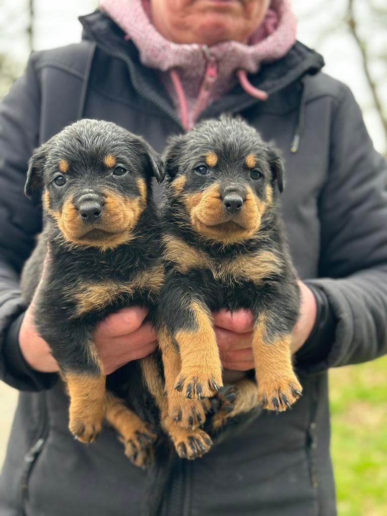 Lieve rottweiler pups te koop, 8 tot 15 weken, Parvo, Meerdere, Meerdere dieren