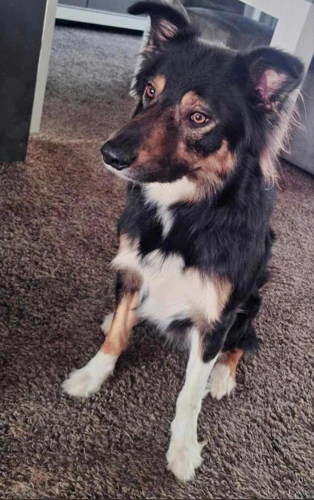 Border Collie reu, Dieren en Toebehoren, Reu, 1 tot 2 jaar, Collie, Eén hond