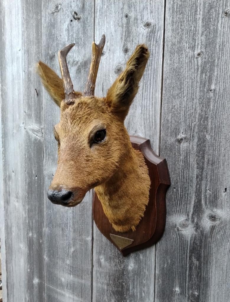 Antieke opgezette reebok uit 1912 Frans preparaat ree, Verzamelen, Ophalen of Verzenden, Gebruikt, Opgezet dier