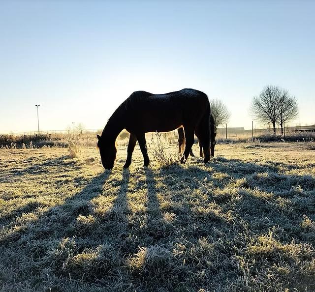 KOM JIJ OPLADEN TUSSEN DE WEIDEDIEREN?, Overige uren, Overige niveaus, Starter, Overige vormen