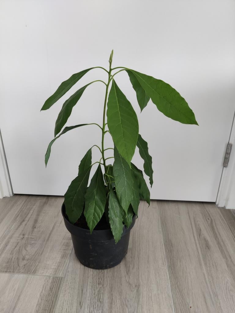 Avocado Plant, Ophalen, Volle zon, Vaste plant, Bloeit niet