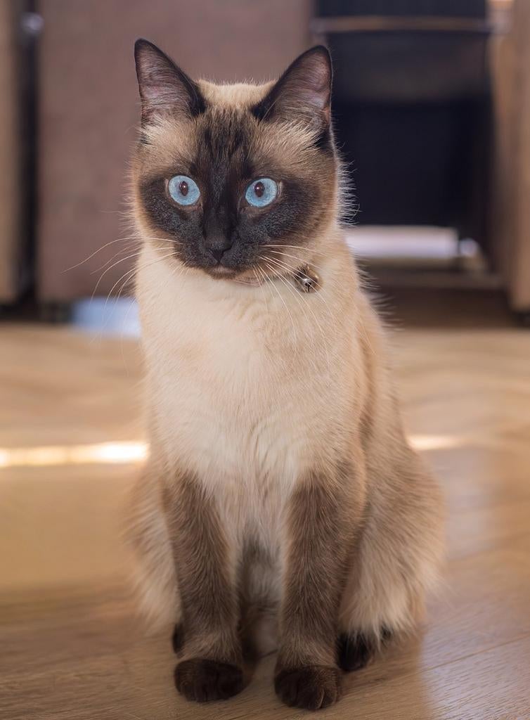 GEBOREN !!Kittens  Ragdoll x Siamees 🍼🐱, Meerdere dieren, Gechipt, 0 tot 2 jaar