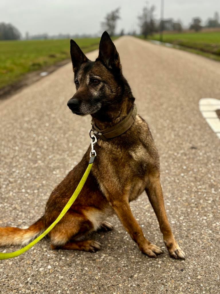 Mechelse herder, Dieren en Toebehoren, 6 jaar of ouder, Parvo, Teef, Meerdere