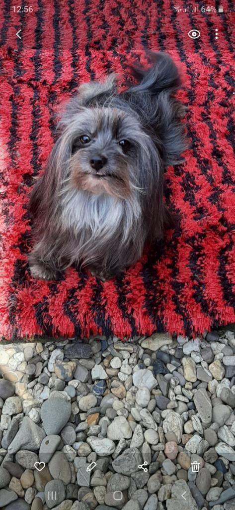 Yorkshire mix 17 monate 2.3 kilo, Particulier, 1 tot 2 jaar, Buitenland, Parvo