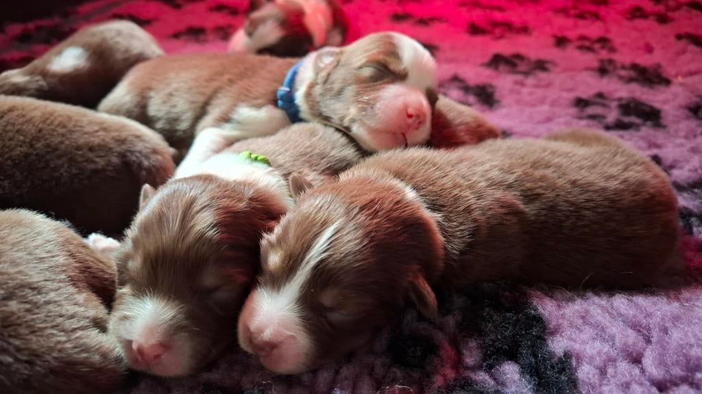 Verwachten dit jaar een nestje Australian Shepherd pups, Dieren en Toebehoren, Honden | Herdershonden en Veedrijvers, Meerdere dieren
