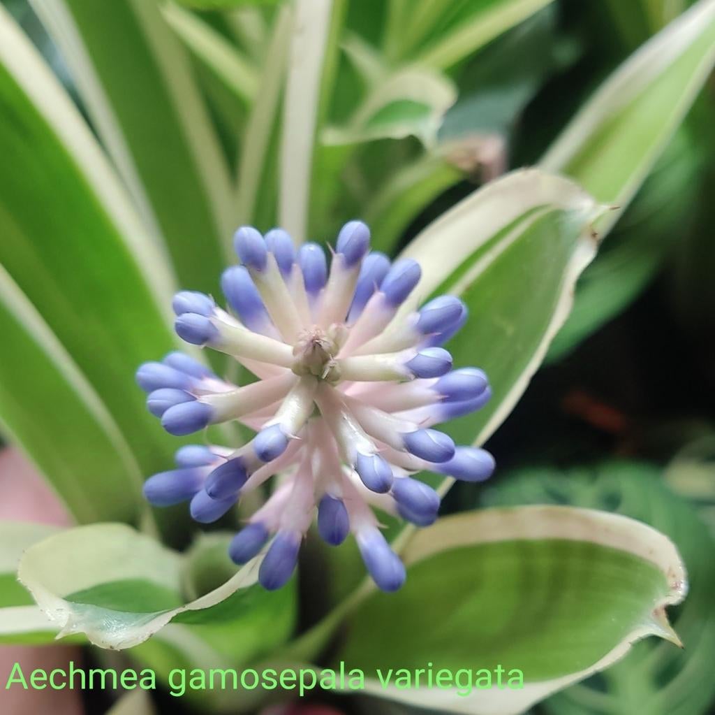 Bijzondere Aechmea's, ook kleine soorten, Ophalen of Verzenden, In pot, Halfschaduw, Minder dan 100 cm