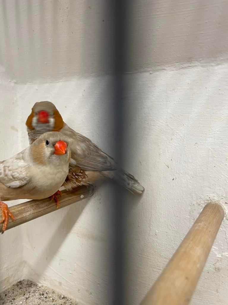 Te koop zebravinken, Dieren en Toebehoren, Meerdere dieren