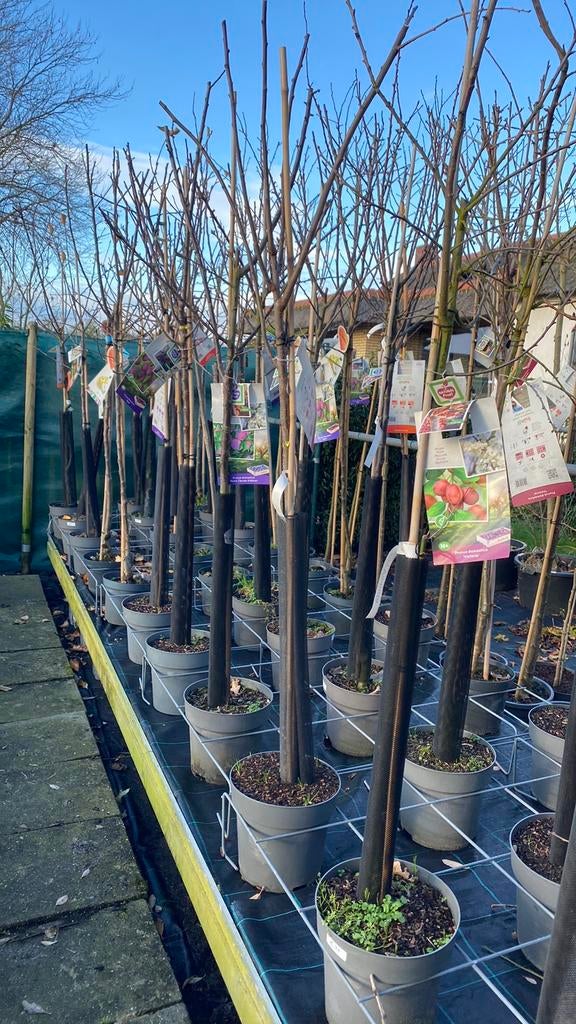 Halfstam en hoogstam fruitbomen binnenkort kleinfruit, Tuin en Terras, Planten | Bomen, Ophalen, Lente, Volle zon, Overige soorten
