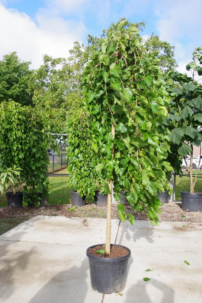 morus alba pendula treurvorm moerbei, Tuin en Terras, Planten | Bomen, Ophalen, In pot, Volle zon, Overige soorten